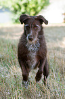 running Labrador-Retriever-German-Wirehaired-Pointer