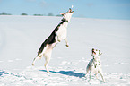 2 dogs