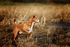 Podenco-Mongrel