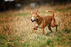 walking Podenco-Mongrel