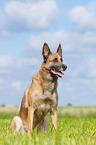 sitting Malinois-Mongrel