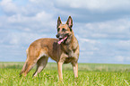 Malinois-Mongrel