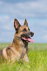 lying Malinois-Mongrel