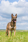 Malinois-Mongrel