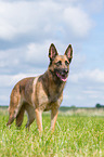 Malinois-Mongrel