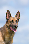 Malinois-Mongrel Portrait