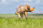 Malinois-Mongrel