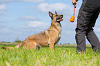 Malinois-Mongrel