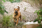 Staffordshire-Terrier-Mongrel