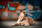 lying Staffordshire-Terrier-Mongrel
