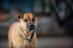 Staffordshire-Terrier-Mongrel