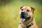 Staffordshire-Terrier-Mongrel Portrait