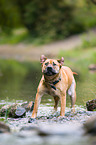 shaking Staffordshire-Terrier-Mongrel