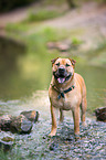 Staffordshire-Terrier-Mongrel