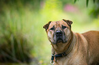 Staffordshire-Terrier-Mongrel Portrait