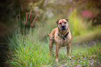 Staffordshire-Terrier-Mongrel