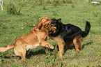 2 mongrels
