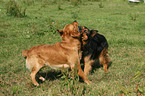 2 mongrels