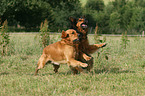 2 mongrels