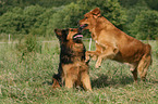2 mongrels
