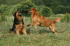 2 mongrels