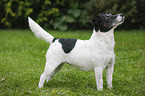 Jack-Russell-Terrier-Mongrel