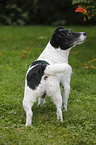 Jack-Russell-Terrier-Mongrel