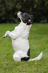 begging Jack-Russell-Terrier-Mongrel