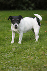 Jack-Russell-Terrier-Mongrel