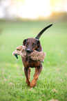 retrieving Hanoverian-Hound-Austrian-Black-and-Tan-Hound