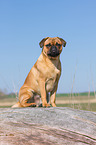 sitting Pug-Pinscher