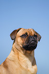 Pug-Pinscher Portrait