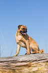sitting Pug-Pinscher