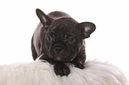 French-Bulldog-Pug-Puppy