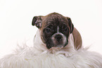 French-Bulldog-Pug-Puppy