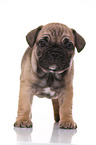 French-Bulldog-Pug-Puppy