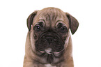 French-Bulldog-Pug-Puppy