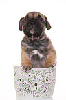 French-Bulldog-Pug-Puppy