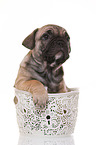 French-Bulldog-Pug-Puppy