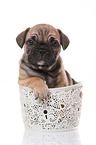 French-Bulldog-Pug-Puppy