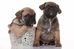 French-Bulldog-Pug-Puppies
