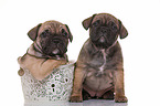 French-Bulldog-Pug-Puppies