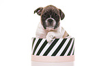 French-Bulldog-Pug-Puppy