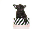 French-Bulldog-Pug-Puppy