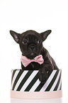 French-Bulldog-Pug-Puppy