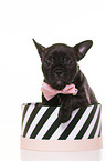French-Bulldog-Pug-Puppy