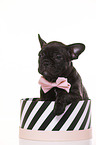 French-Bulldog-Pug-Puppy