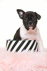 French-Bulldog-Pug-Puppy