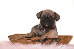 French-Bulldog-Pug-Puppy