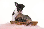 French-Bulldog-Pug-Puppies